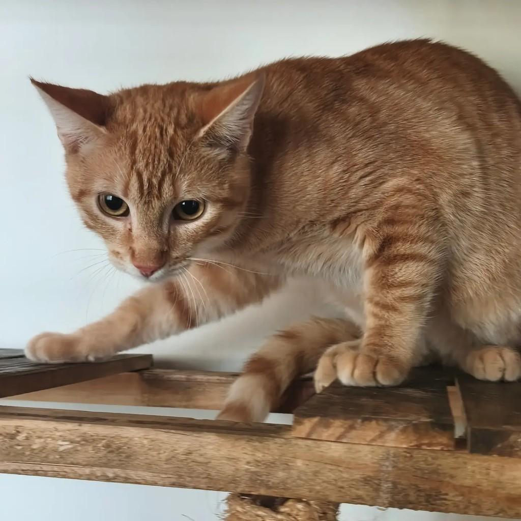 Caramelo, gato de porte pequeno para adoção em Brasília - DF