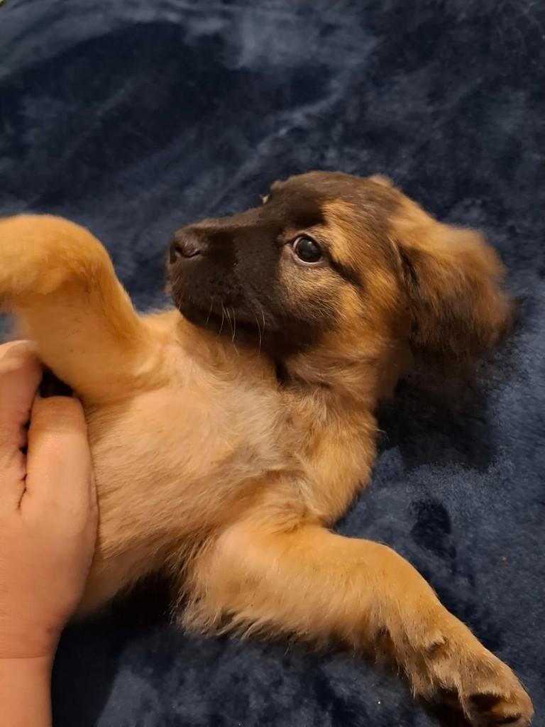 Chia, cachorro de porte pequeno para adoção em Cotia - SP