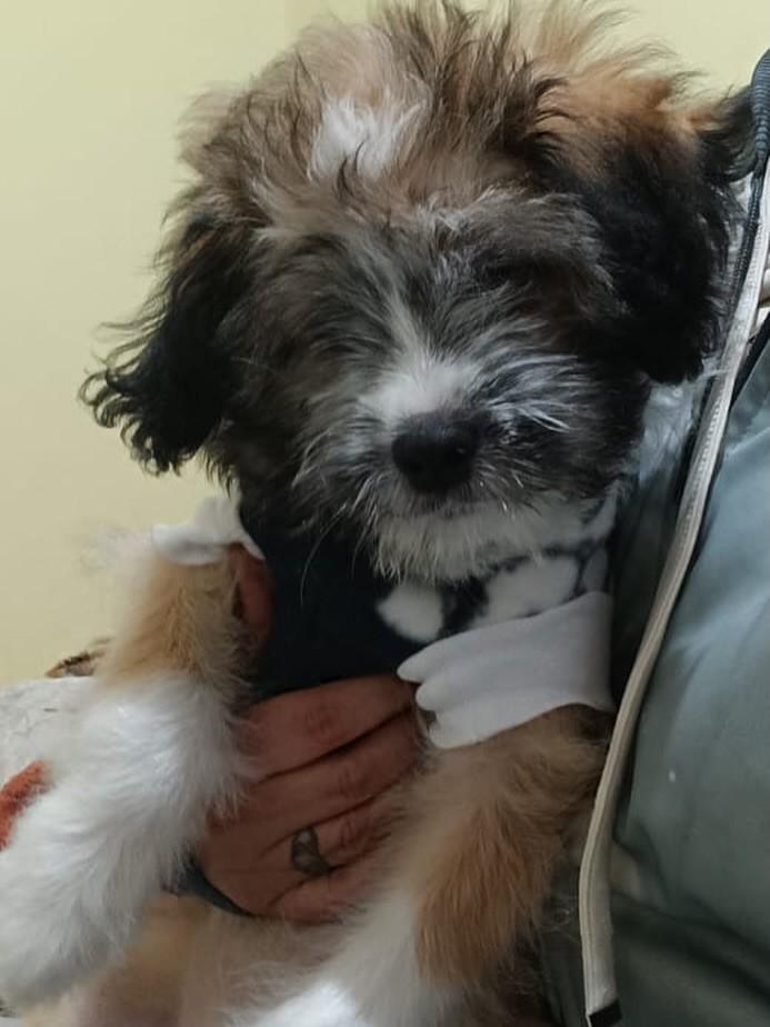 Nike, cachorro de porte pequeno para adoção em Cotia - SP