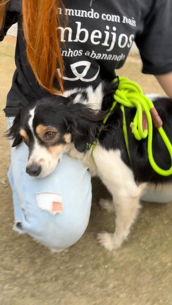 Toby, cachorro de porte pequeno para adoção em Osasco - SP