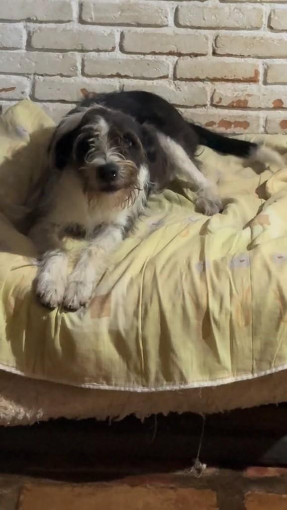 Valentim, cachorro de porte médio para adoção em Cotia - SP