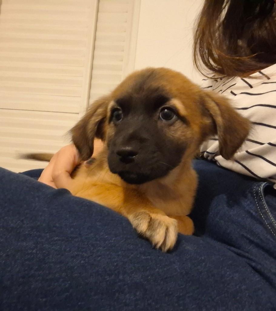 Avelã, cachorro de porte pequeno para adoção em Cotia - SP
