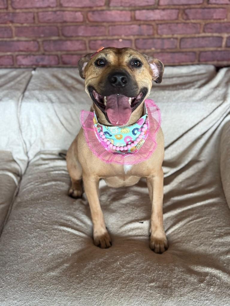 Margareth, cachorro de porte médio para adoção em Cotia - SP