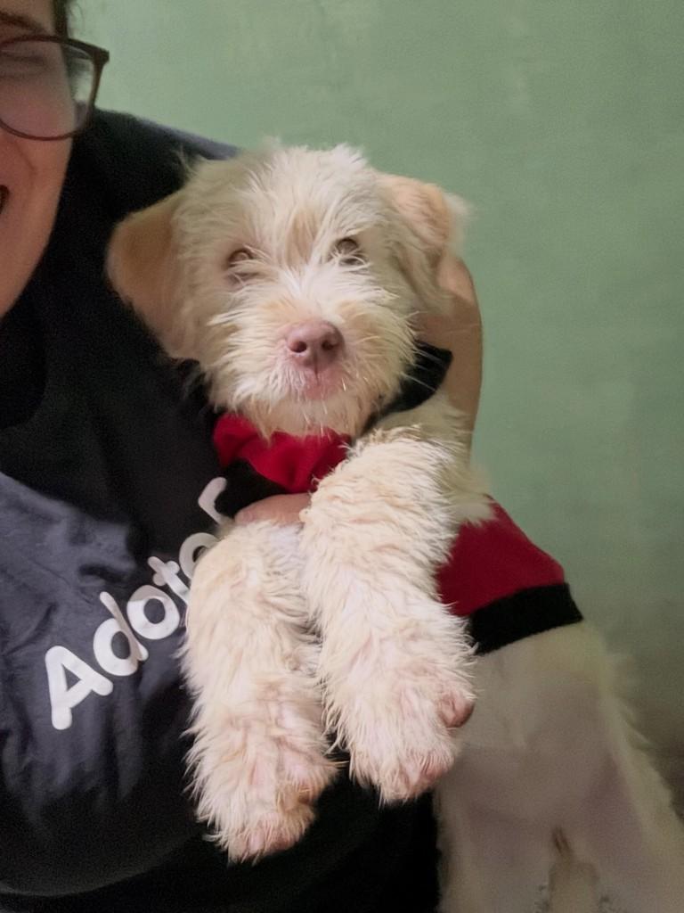 Pandora, cachorro de porte médio para adoção em Cotia - SP