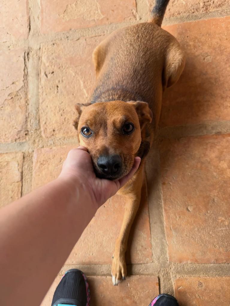 Cookie, cachorro de porte médio para adoção em Cotia - SP