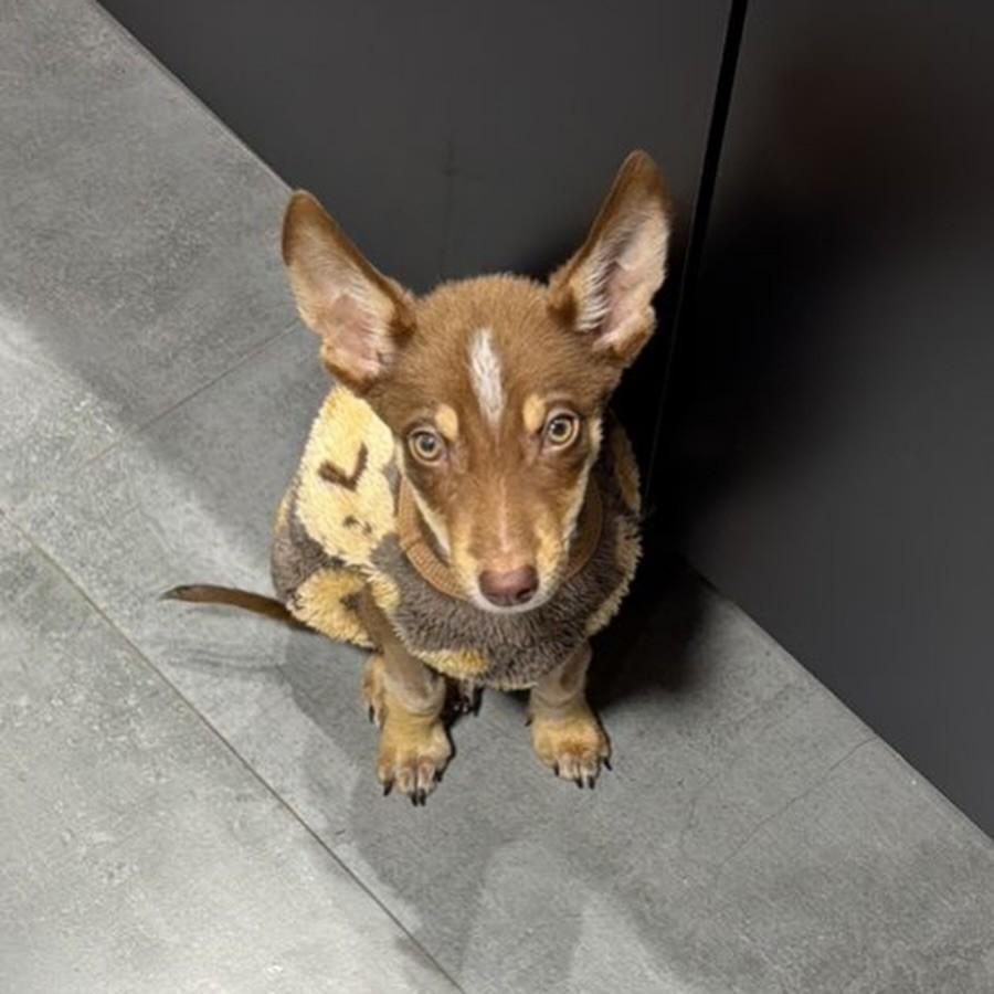 Oliver, cachorro de porte pequeno para adoção em Cotia - SP