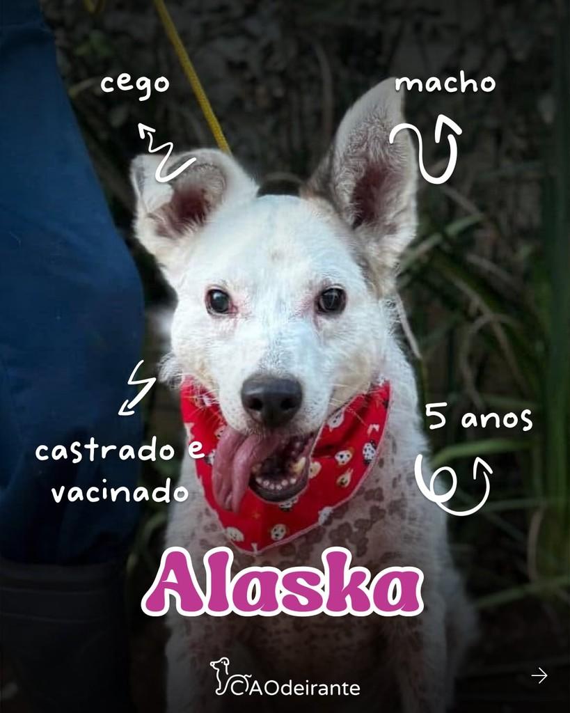 Alaska, cachorro de porte pequeno para adoção em Cotia - SP