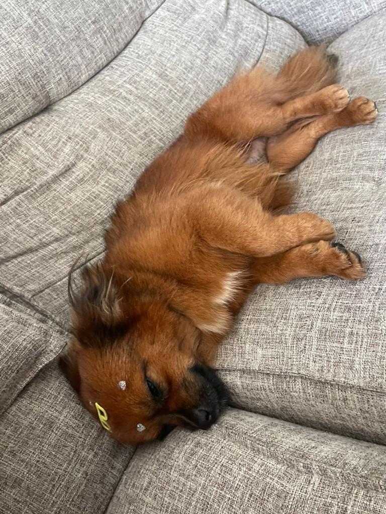Brioche, cachorro de porte pequeno para adoção em São Paulo - SP