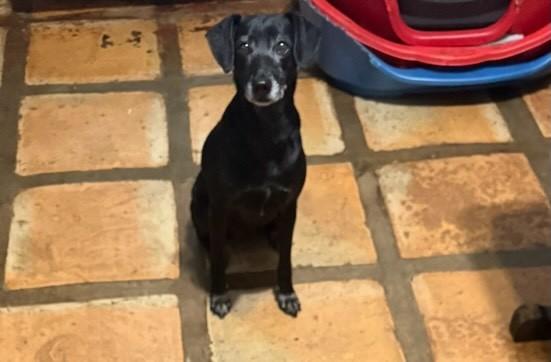 Betânia, cadela de porte pequeno para adoção em Cotia - SP