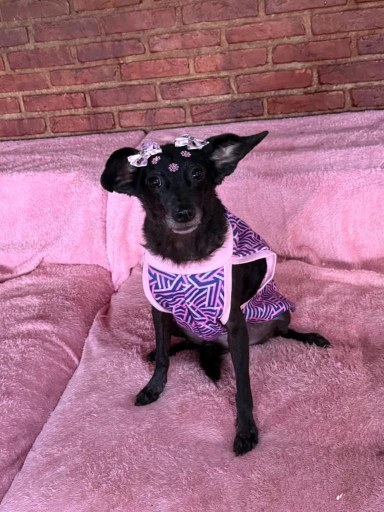 Aretha, cachorro de porte pequeno para adoção em Cotia - SP