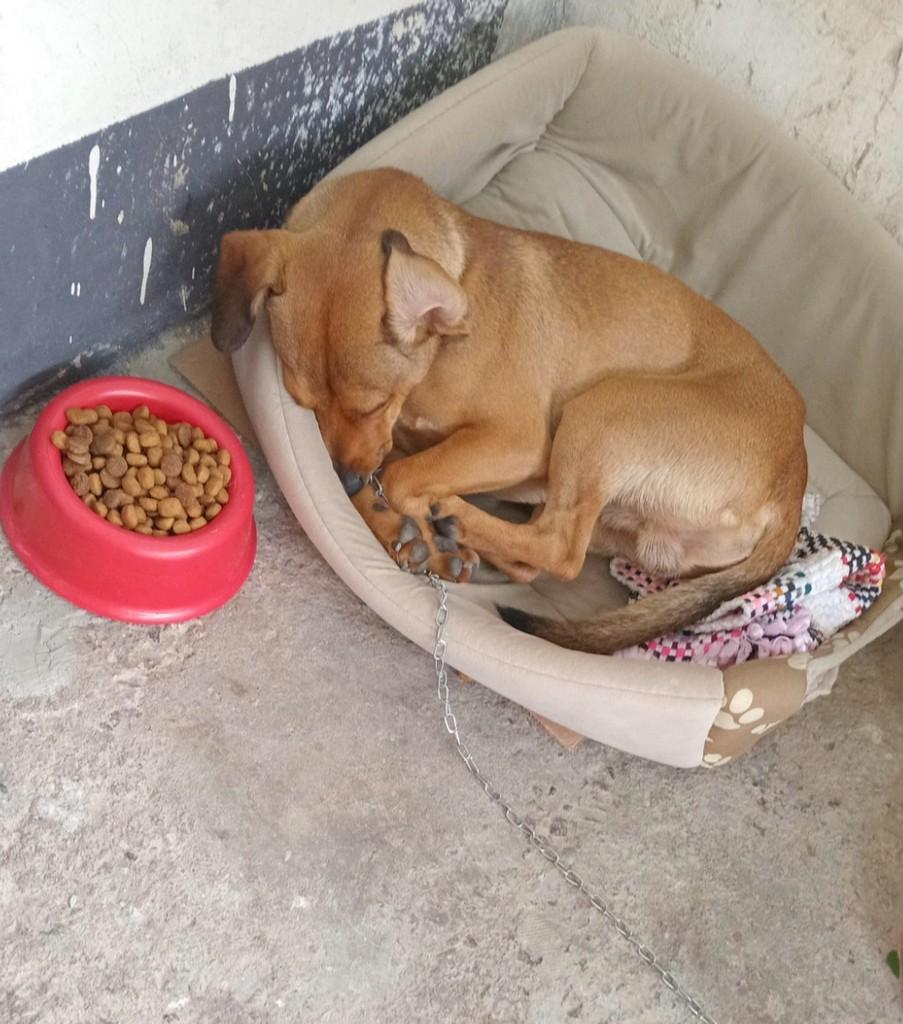 Bacon Hulk, cachorro de porte médio para adoção em São Paulo - SP