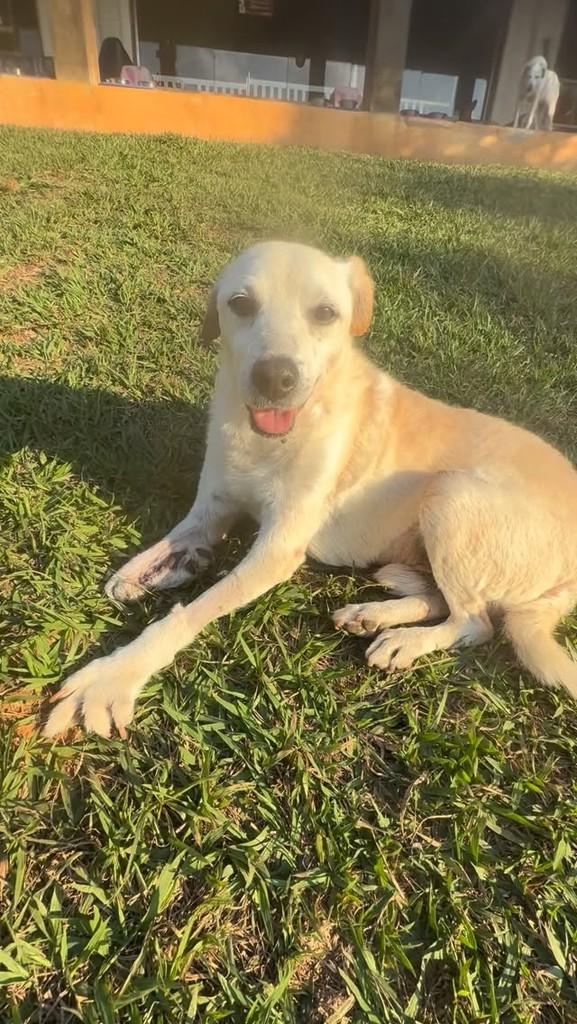 Lincoln, cachorro de porte médio para adoção em São Paulo - SP