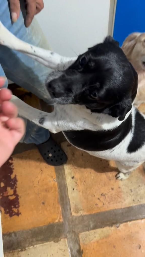 Fiona, cadela de porte pequeno para adoção em Cotia - SP