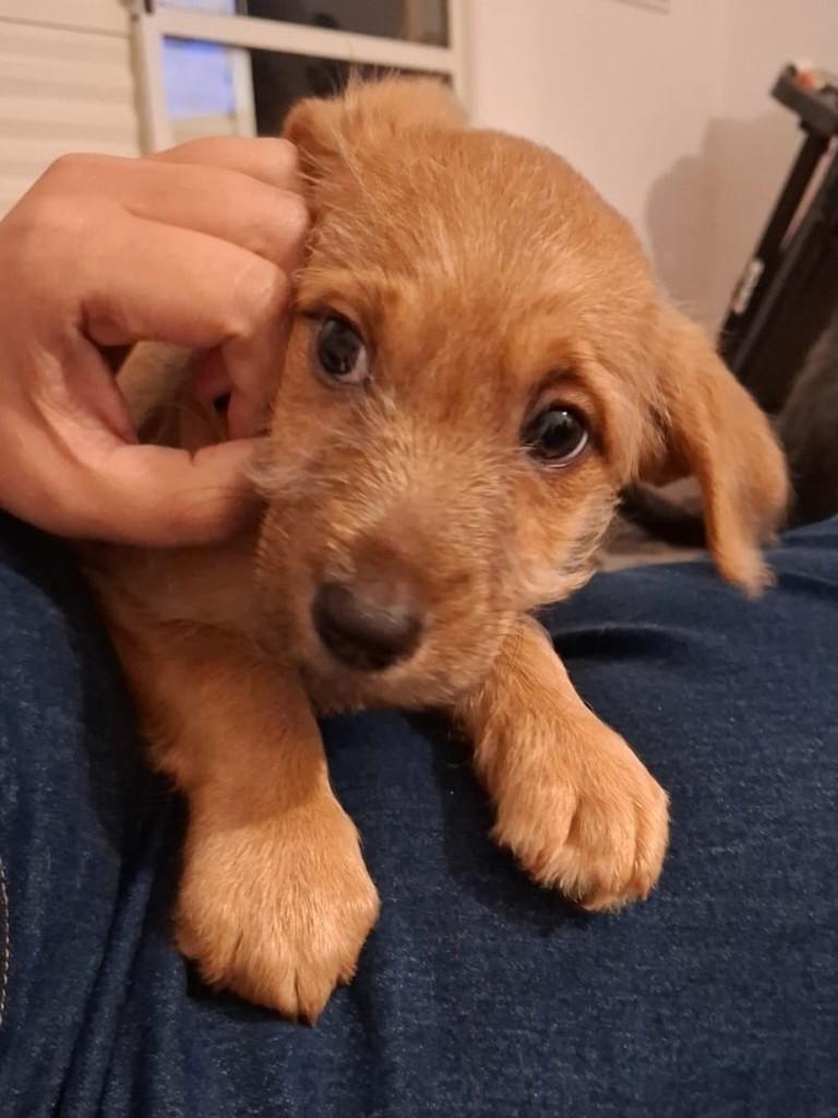 Baru, cachorro de porte pequeno para adoção em Cotia - SP