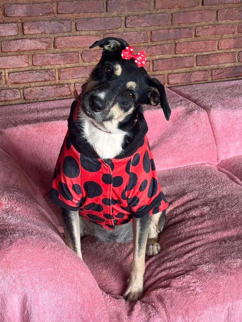 Bruna, cachorro de porte médio para adoção em Cotia - SP