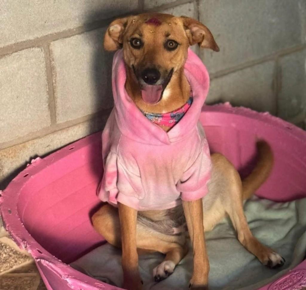 Nina, cadela de porte pequeno para adoção em Cotia - SP