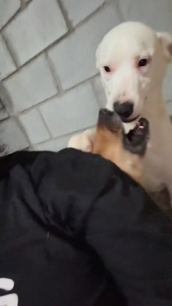 Dimitri, cachorro de porte médio para adoção em Cotia - SP