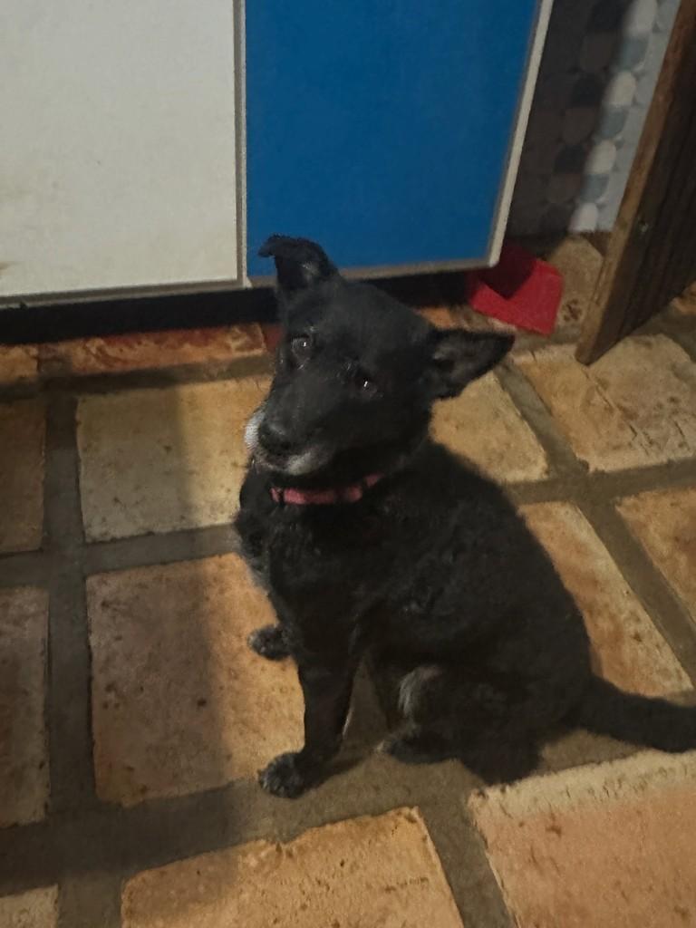 Gandhi, cachorro de porte médio para adoção em Guarujá - SP