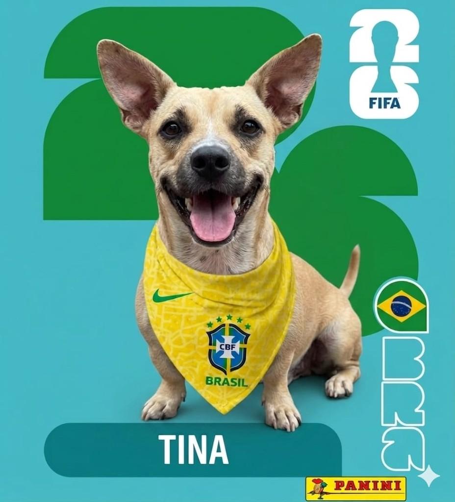 Tina, cachorro de porte pequeno para adoção em Cotia - SP