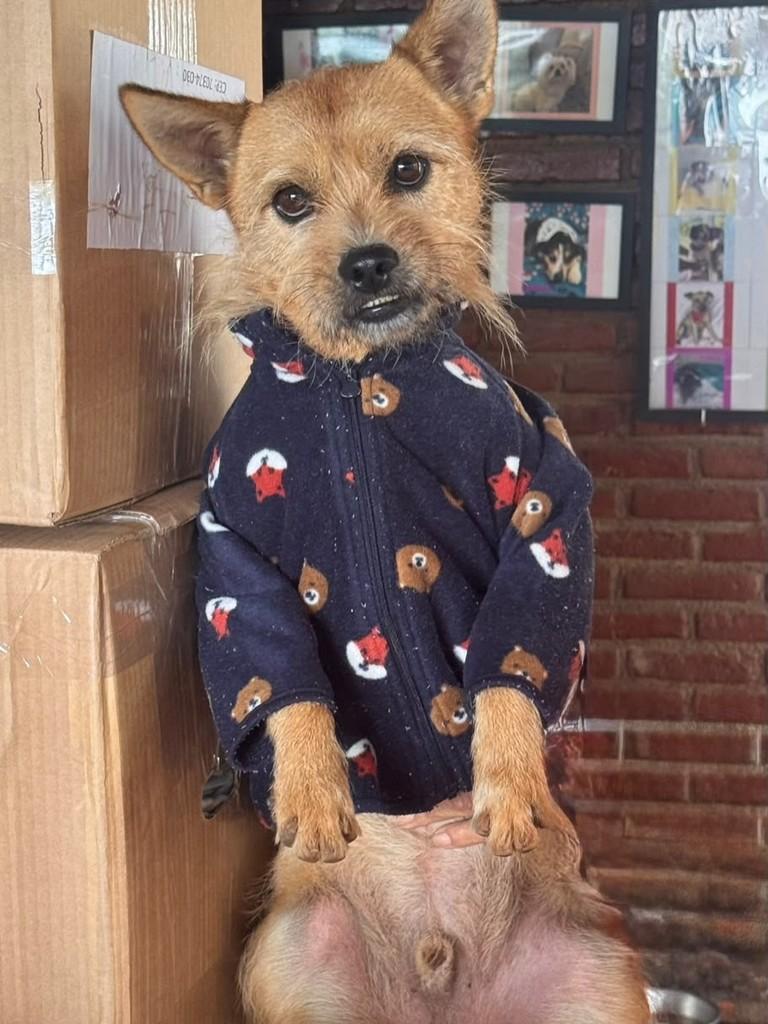 Henrique, cachorro de porte pequeno para adoção em Cotia - SP
