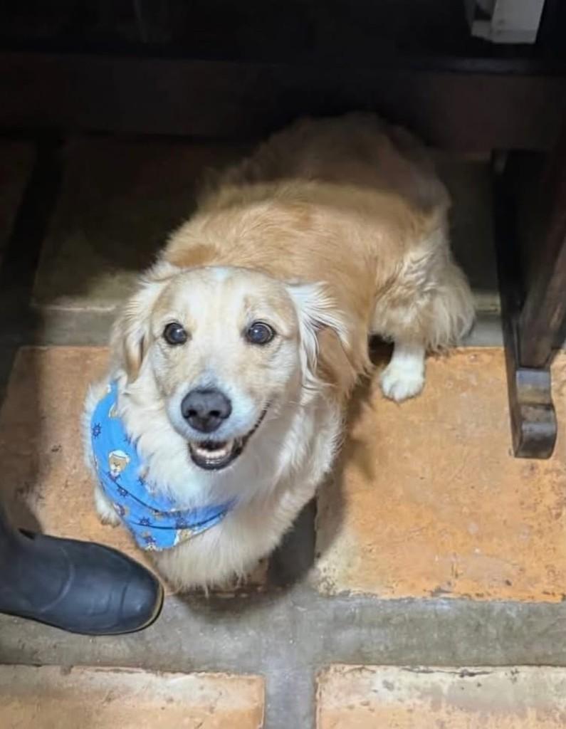 Juca, cachorro de porte pequeno para adoção em Cotia - SP