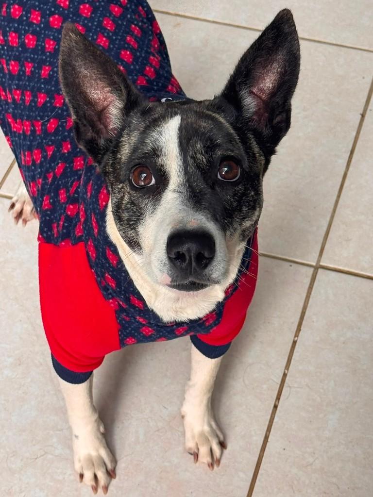Poppy, cachorro de porte pequeno para adoção em Cotia - SP