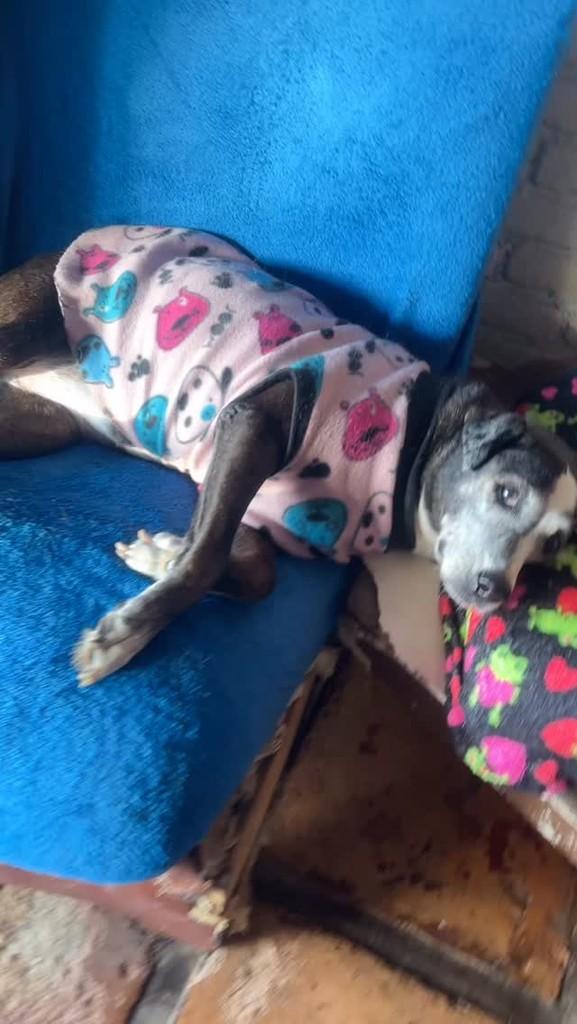 Madrinha, cachorro de porte pequeno para adoção em Cotia - SP