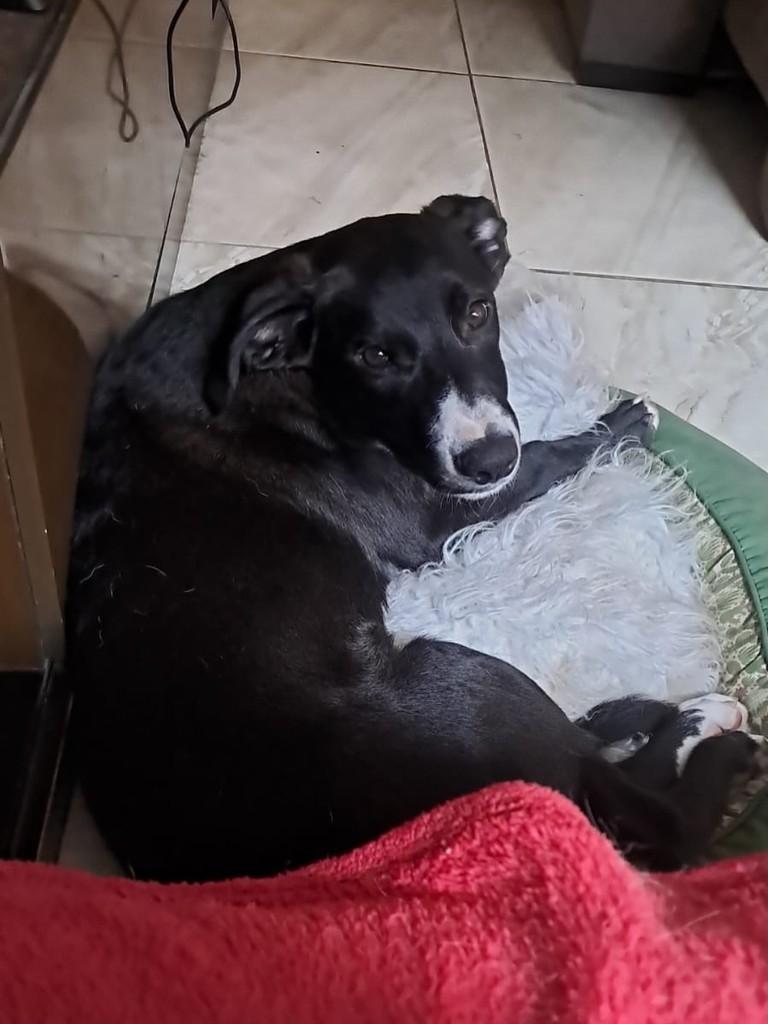 Simba, cachorro de porte médio para adoção em Cotia - SP