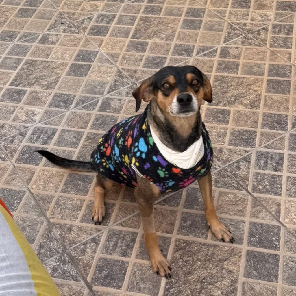 Maria Clara, cachorro de porte médio para adoção em Cotia - SP