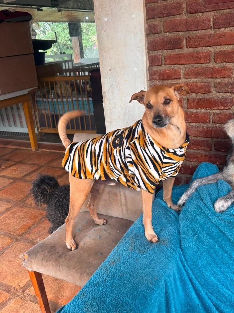 Gibson, cachorro de porte médio para adoção em Cotia - SP