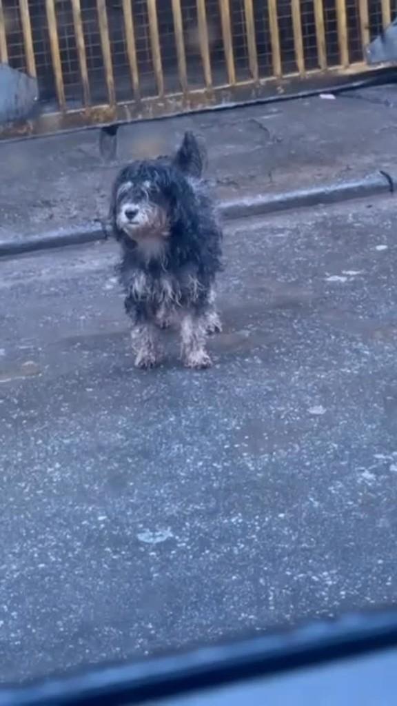 Jade, cachorro de porte pequeno para adoção em São Paulo - SP