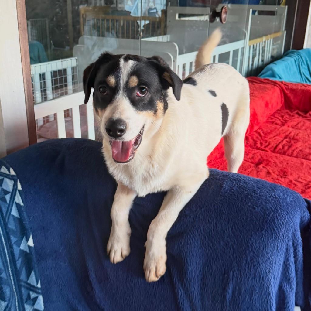 Enrico, cachorro de porte médio para adoção em Cotia - SP