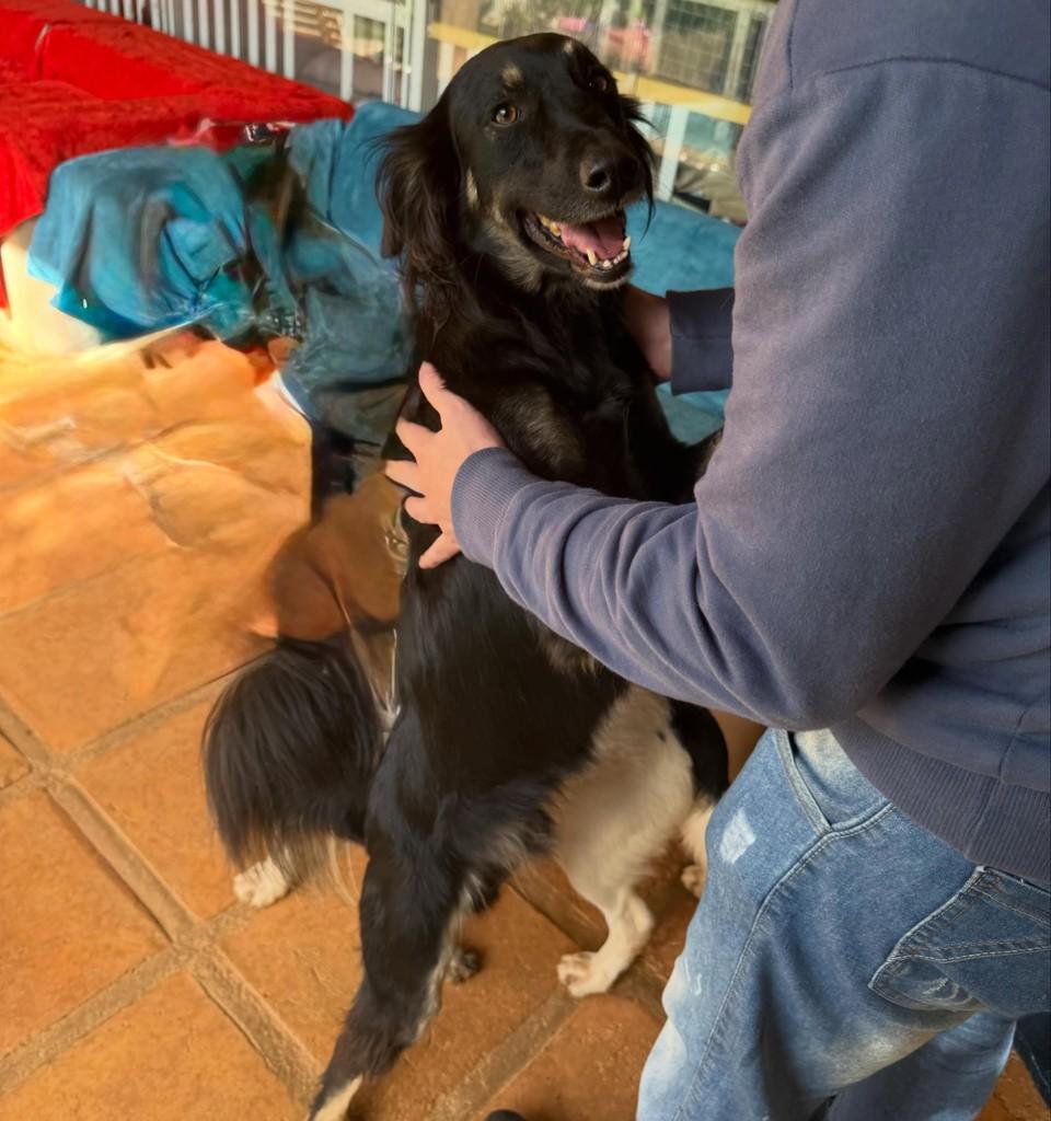 Spike, cachorro de porte médio para adoção em Cotia - SP