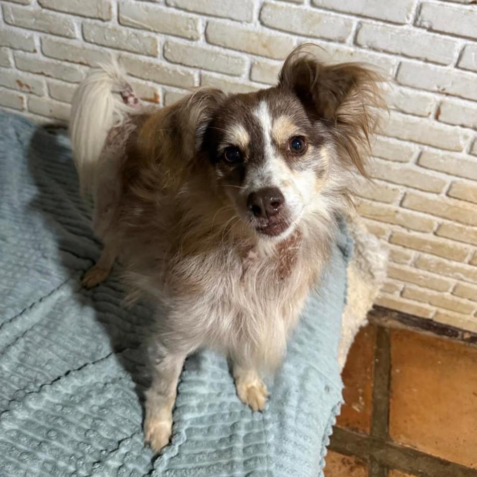 Beethoven, cachorro de porte pequeno para adoção em Cotia - SP