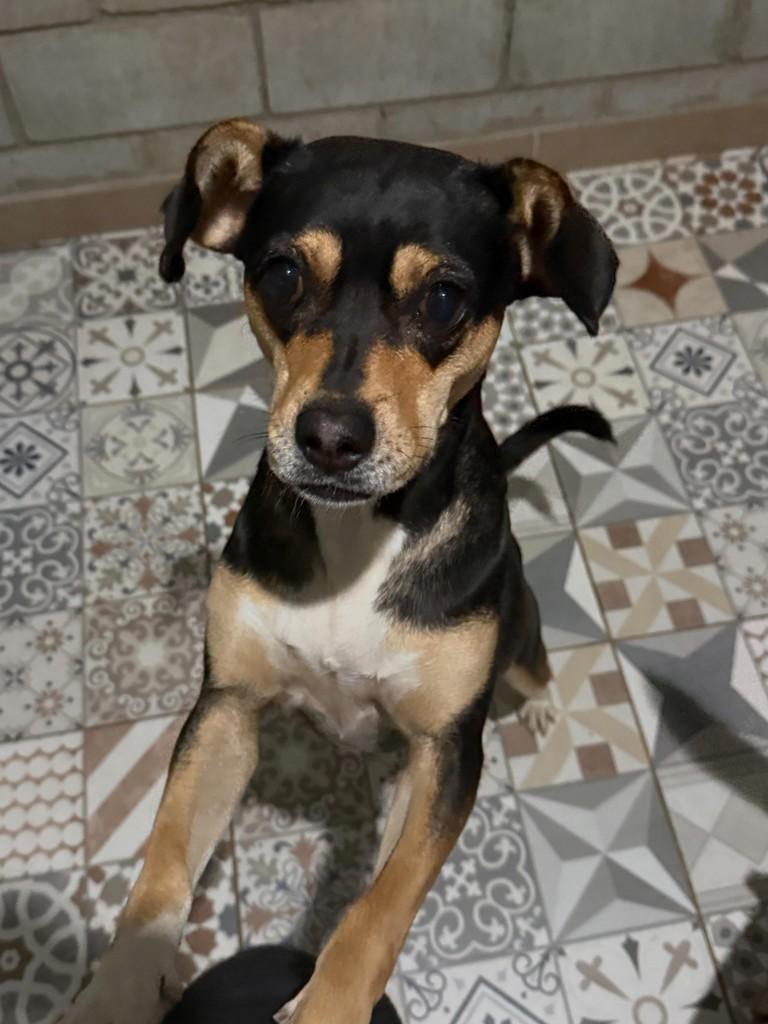 Estela, cachorro de porte pequeno para adoção em Cotia - SP