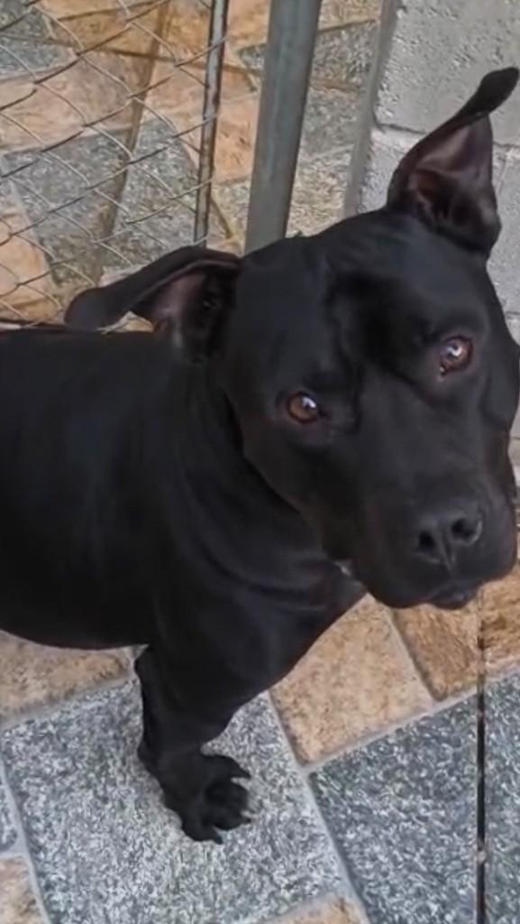Black, cachorro de porte médio para adoção em Cotia - SP