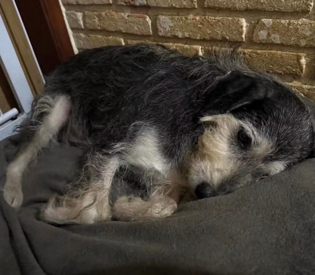 Farofa, cachorro de porte médio para adoção em Cotia - SP