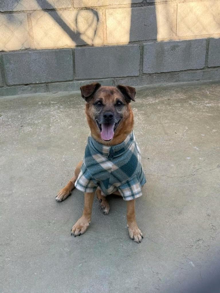 Chorão, cachorro de porte médio para adoção em Cotia - SP