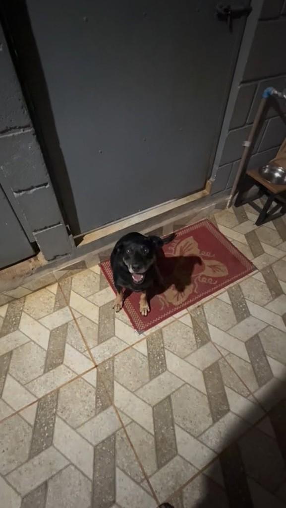 Hortelã, cachorro de porte pequeno para adoção em Cotia - SP