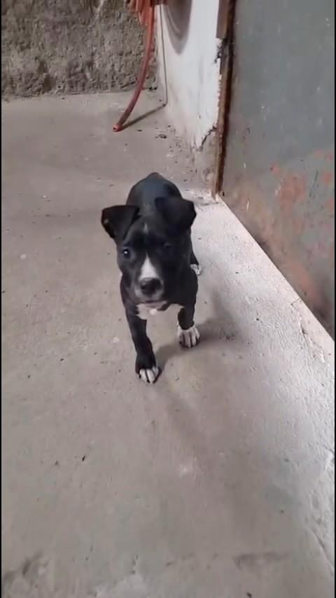 Panterinha, cachorro de porte pequeno para adoção em São Paulo - SP