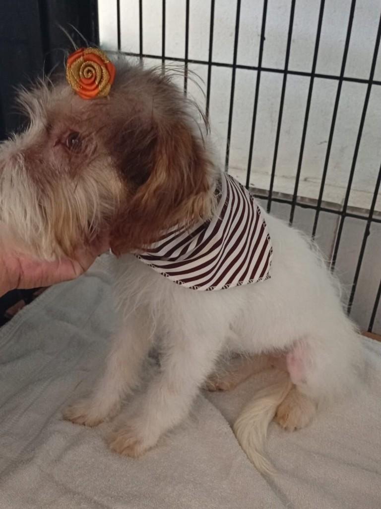 Tapioca, cadela de porte pequeno para adoção em São Paulo - SP