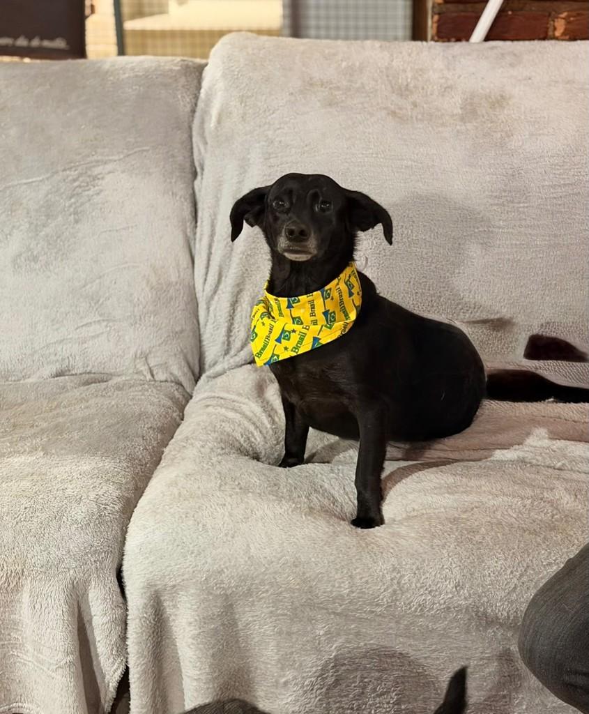 James, cachorro de porte pequeno para adoção em Cotia - SP