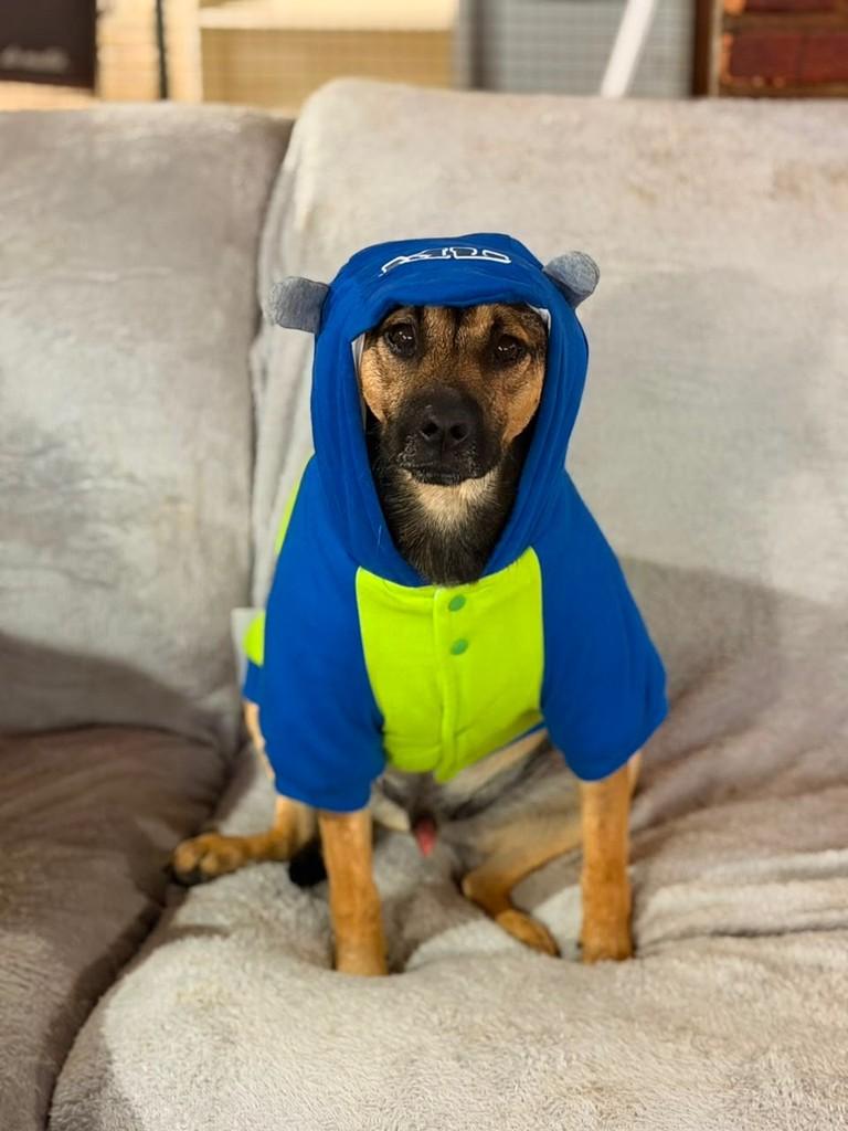 Itan, cachorro de porte pequeno para adoção em Cotia - SP