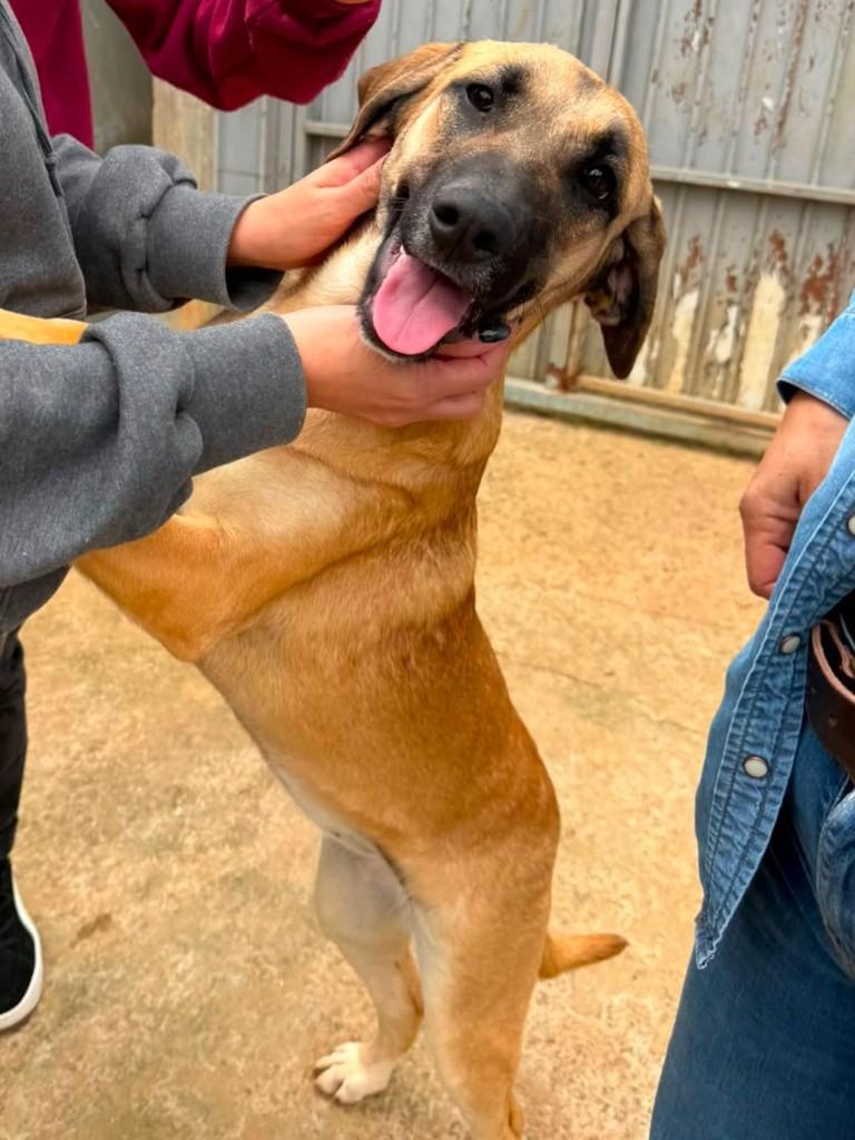 Celeste, cadela de porte médio para adoção em Cotia - SP