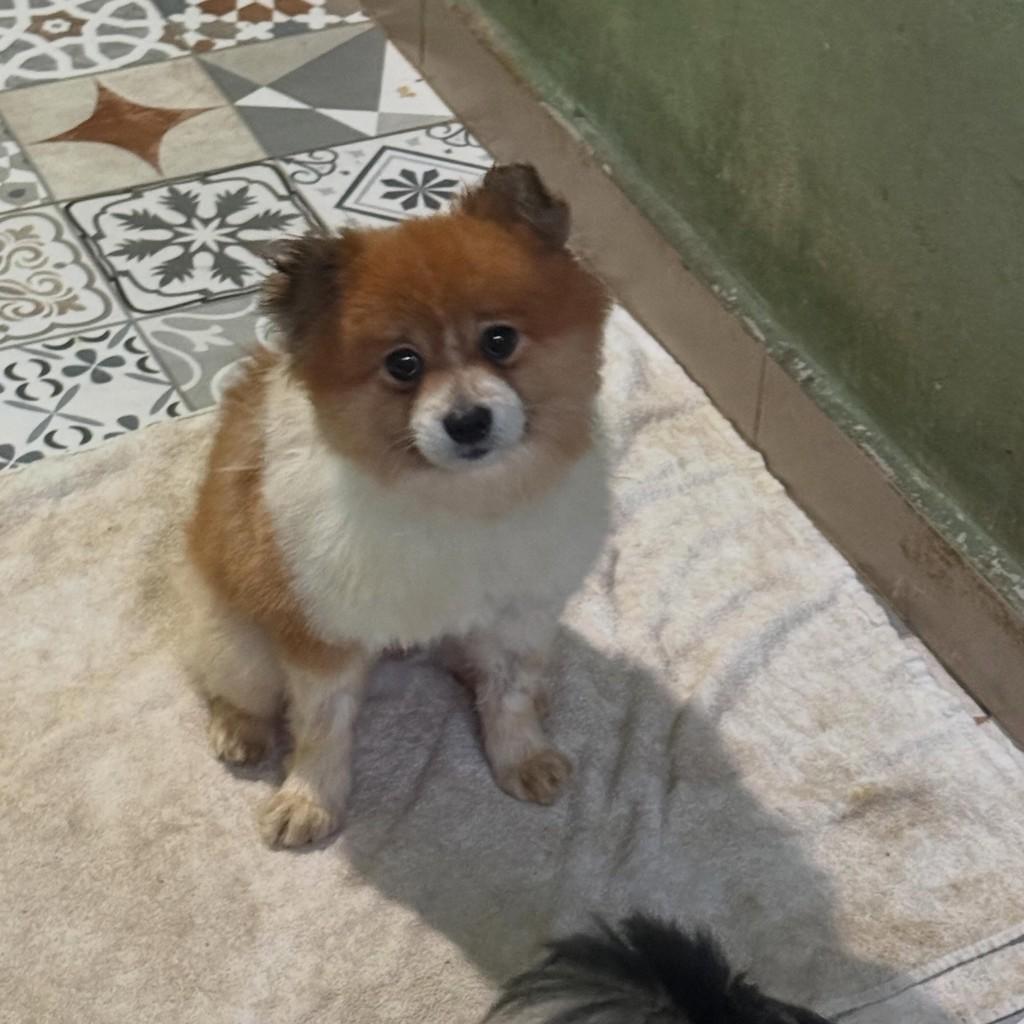 Gael, cachorro de porte pequeno para adoção em Osasco - SP
