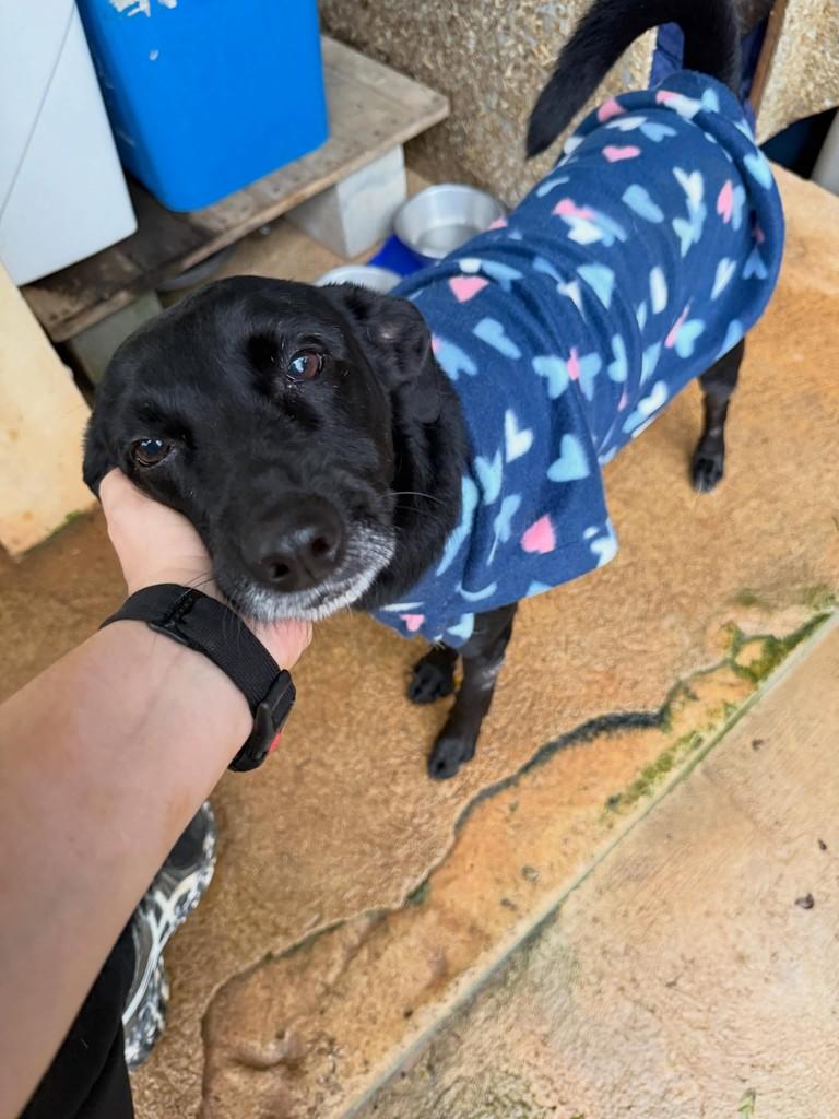 Gil, cachorro de porte médio para adoção em Cotia - SP