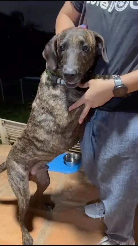 Jean, cachorro de porte médio para adoção em Cotia - SP