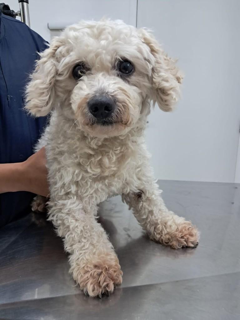 Frapê, cachorro de porte pequeno para adoção em São Paulo - SP