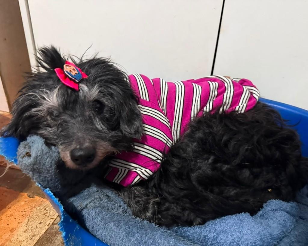 Kiara, cadela de porte pequeno para adoção em Cotia - SP