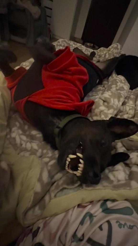 Zack, cachorro de porte pequeno para adoção em São Paulo - SP